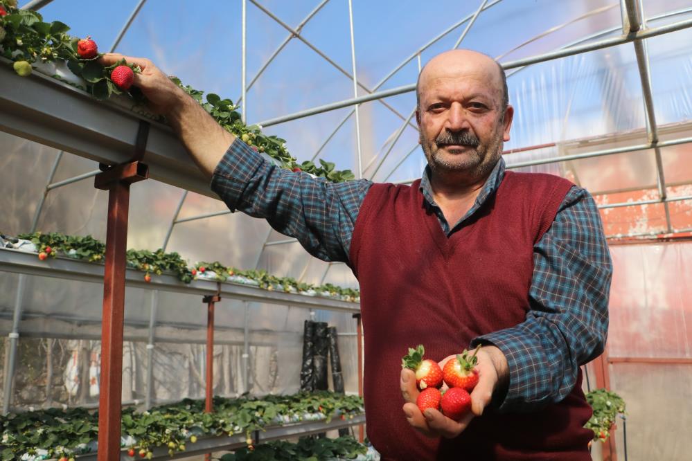 60 metrekarelik serada deneme amaçlı çilek eken depremzede çiftçi, mahsul almayı başardı