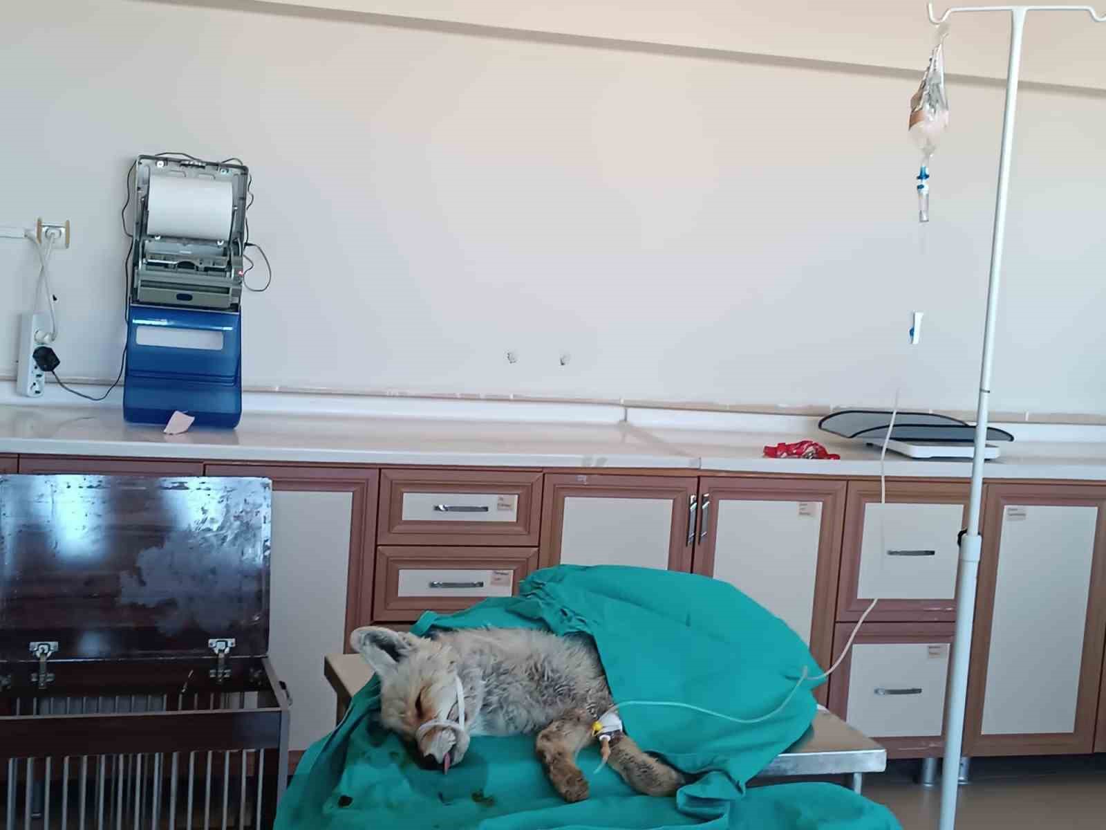 Van’da yaralı olarak bulunan tilki tedavi altına alındı