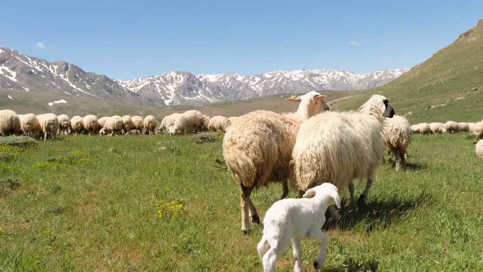 Havalar ısındı, meralar şenlendi