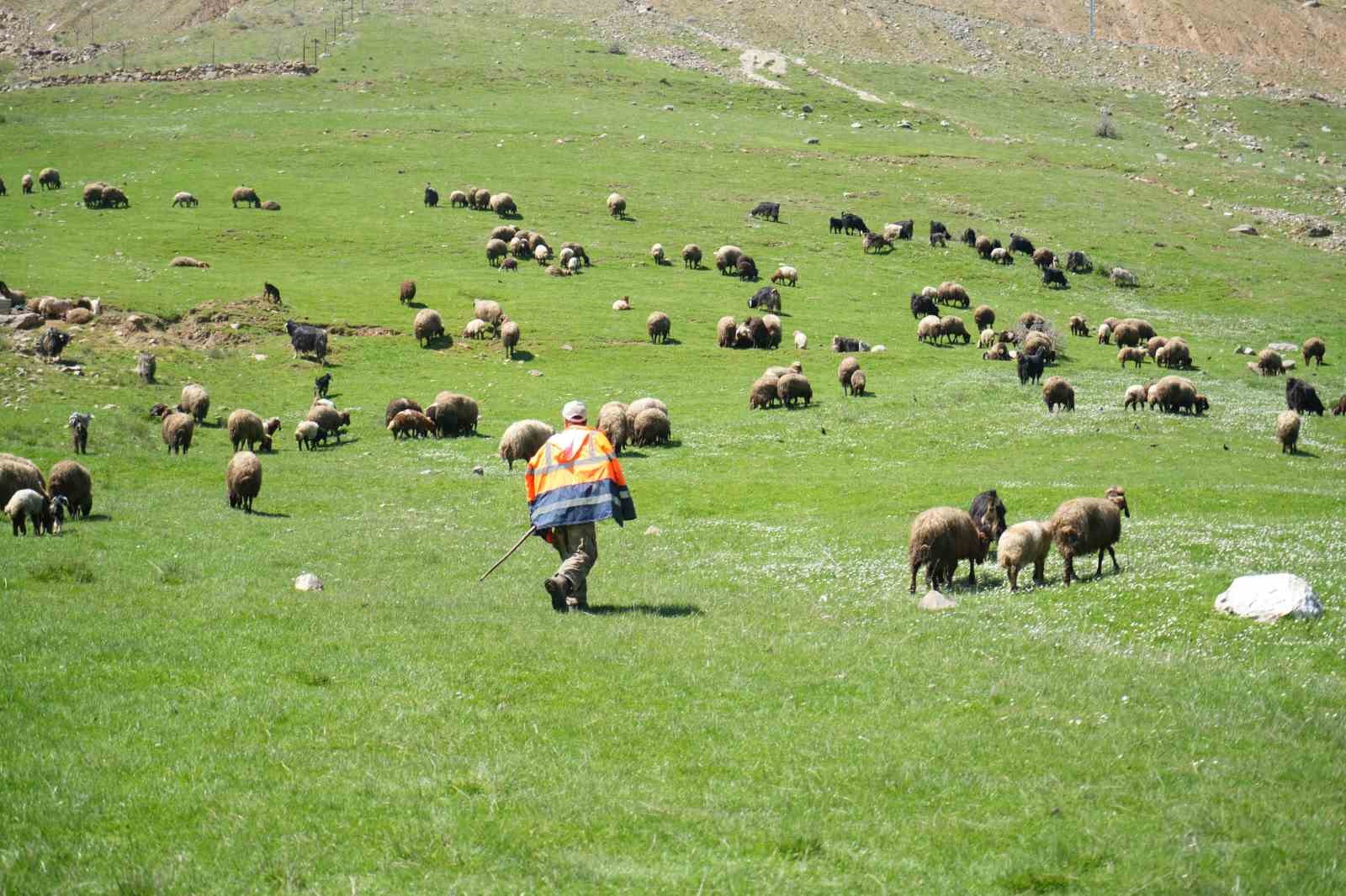 Muş’ta 40 bin TL’ye çoban bulunamıyor
