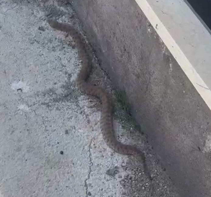 Isırığı bir insanı öldürmeye yetiyor: 2 metrelik engerek yılanı görüntülendi