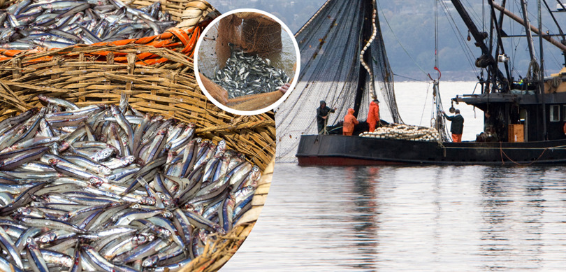 2023-2024 balıkçılık av yasağı yarın başlıyor