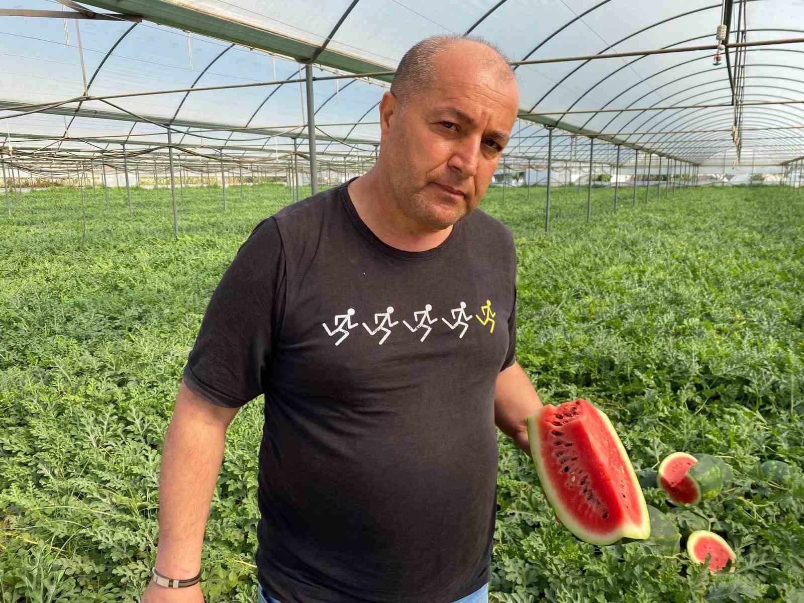 Antalya’daki sıcak hava karpuz hasatını öne çekti