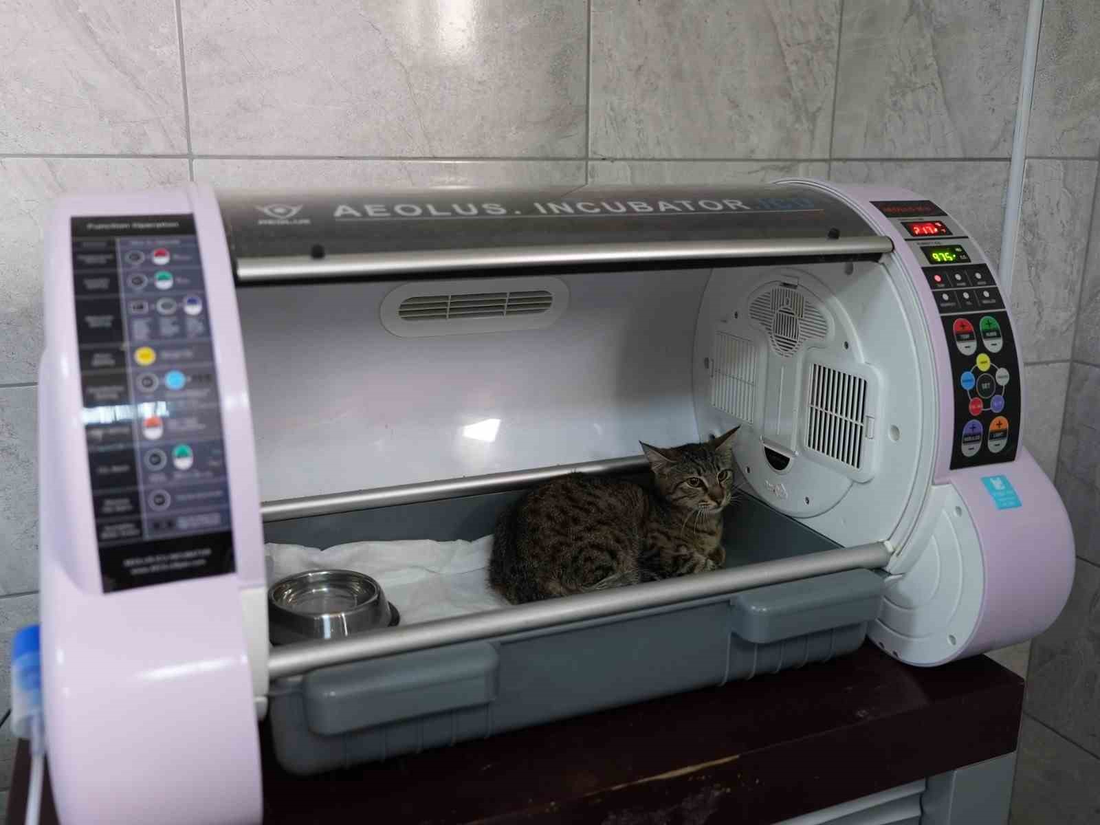 Düzce’de sokak hayvanları emin ellerde