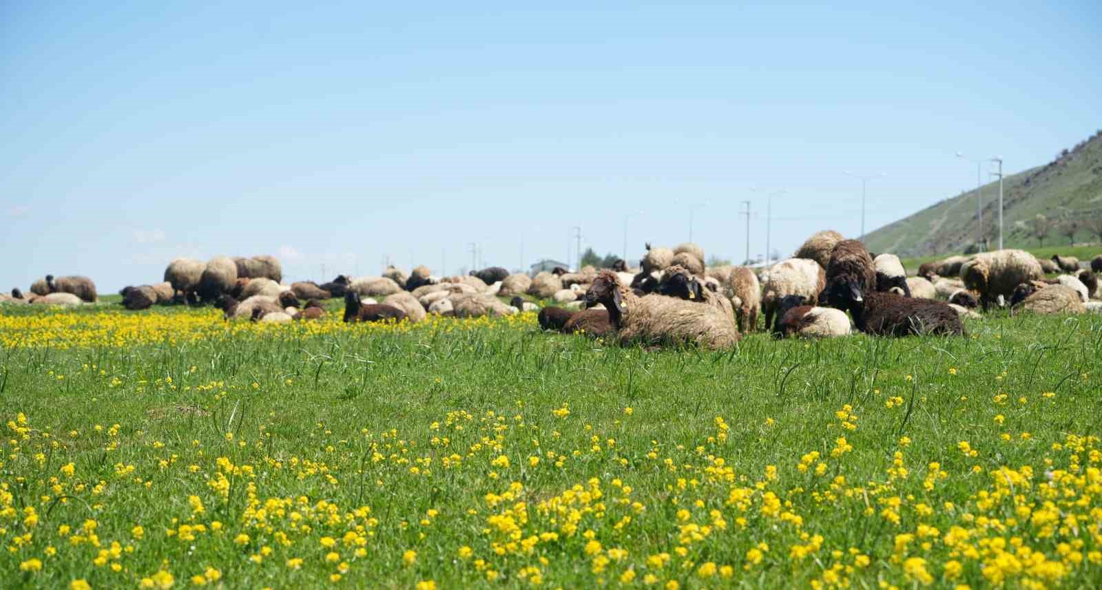Kuzu satışlarından kent ekonomisine 1 milyar lira gelir bekleniyor