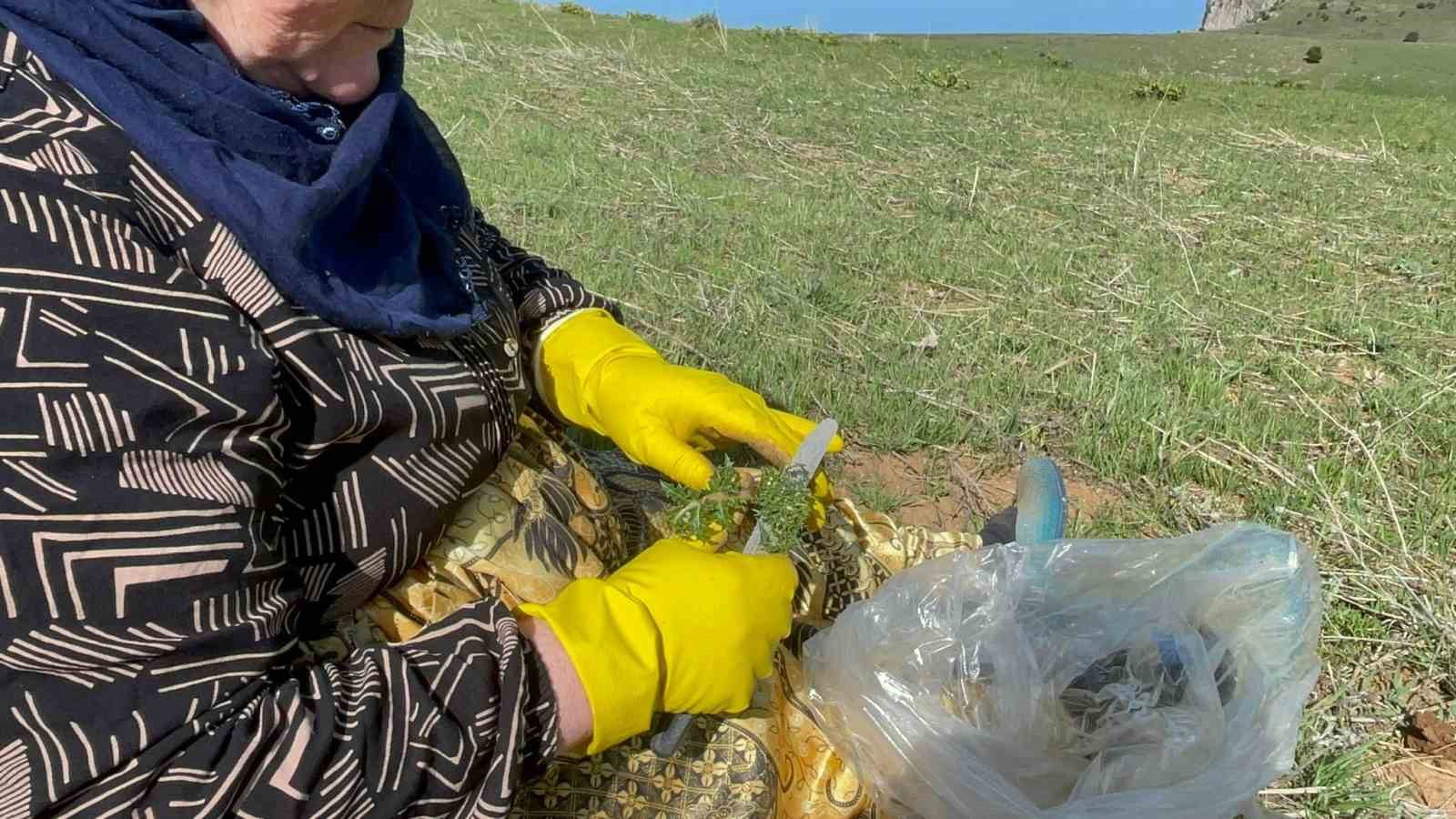 Tatvan’da şifa deposu ‘kenger otu’ mesaisi başladı