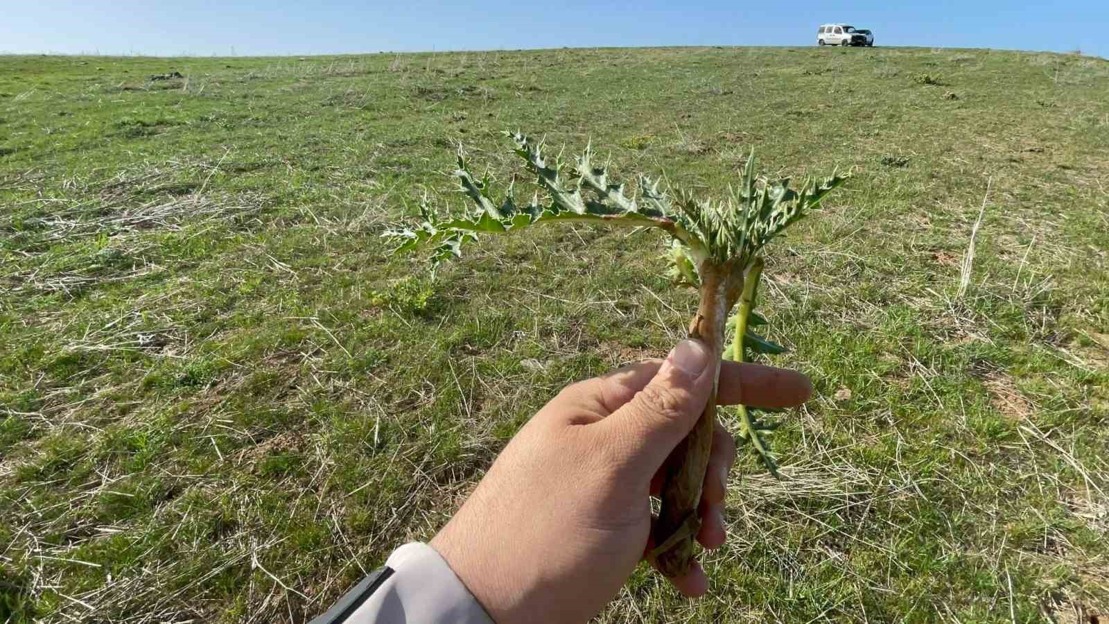 Tatvan’da şifa deposu ‘kenger otu’ mesaisi başladı