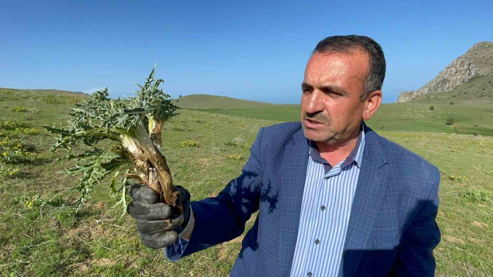 Tatvan’da şifa deposu ‘kenger otu’ mesaisi başladı