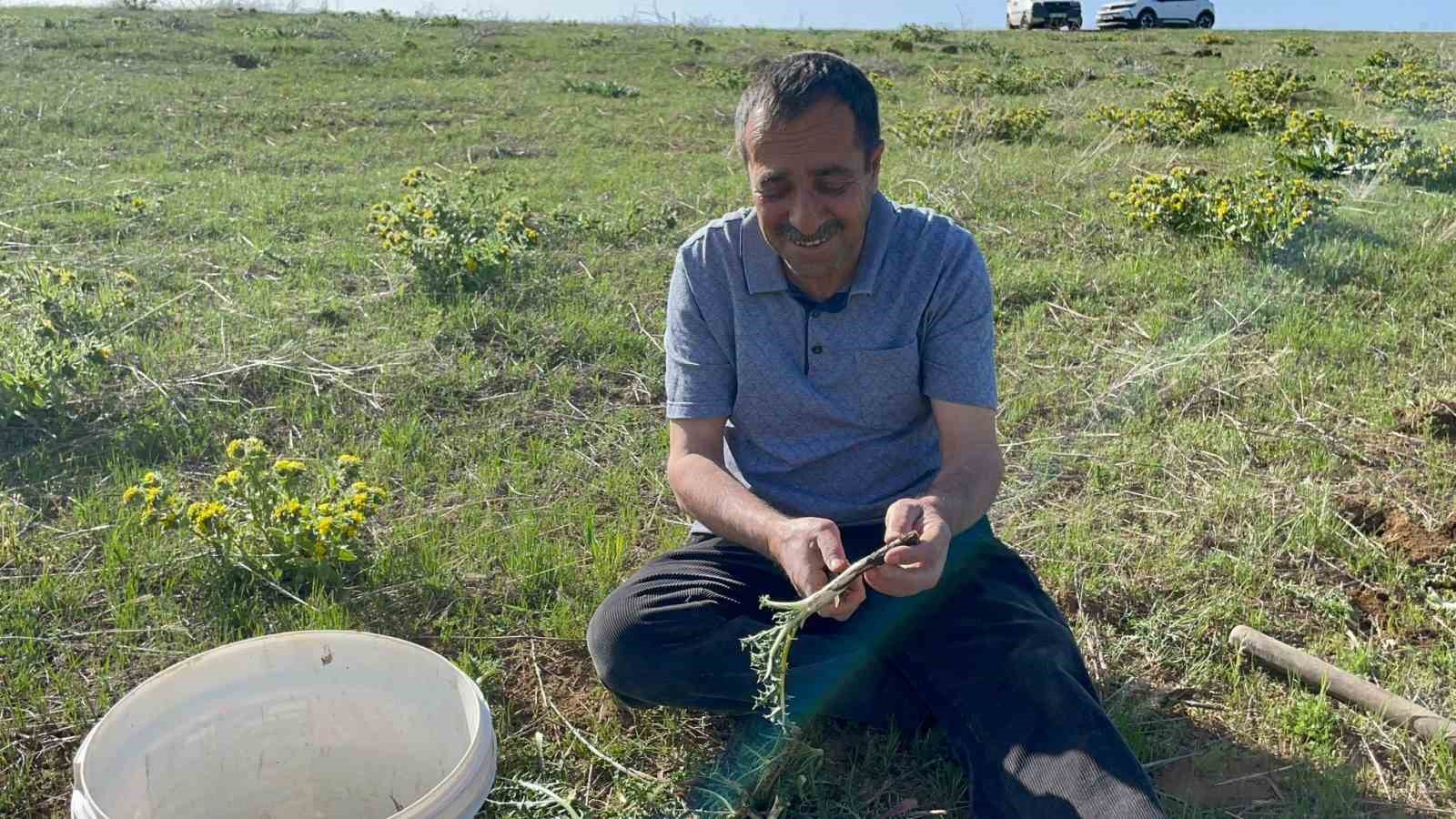 Tatvan’da şifa deposu ‘kenger otu’ mesaisi başladı