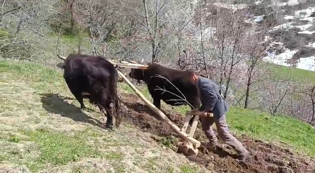 Bu ilçede halen ’Kara saban’ kullanılıyor