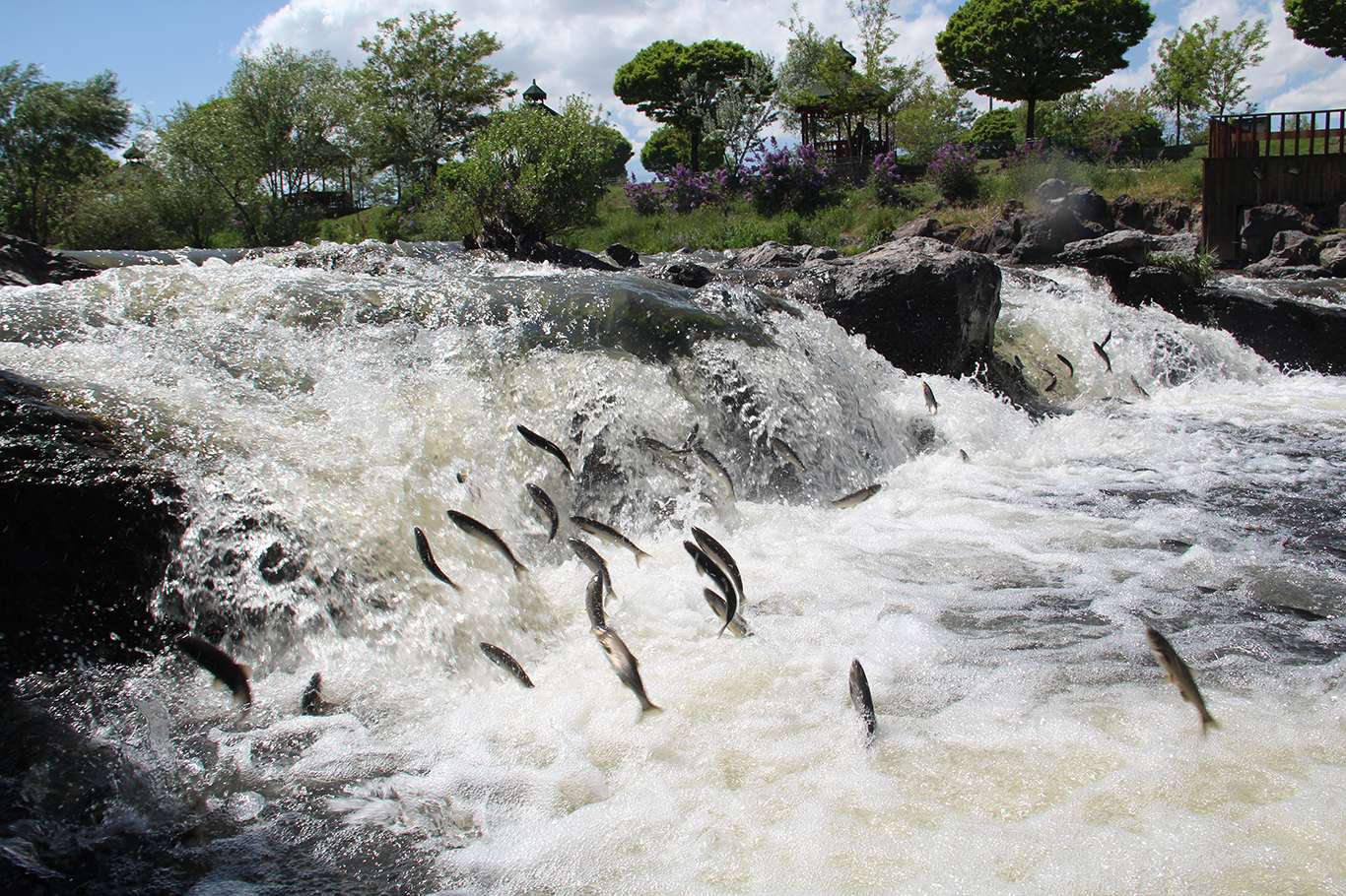 Avlanma yasağı başlayan Van balığı kaçak avcılara karşı korunuyor