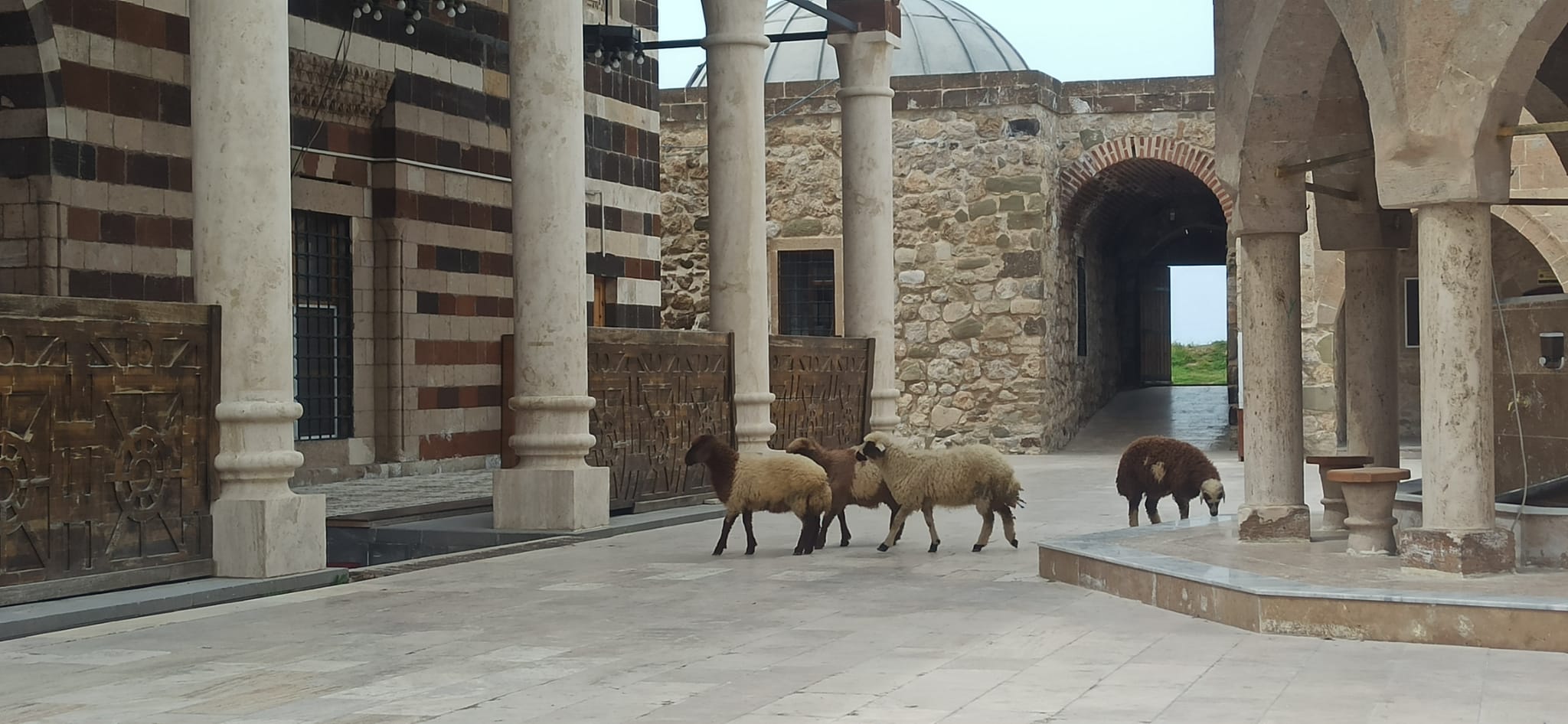 Kültür ve Turizm İl Müdürlüğü önlem almadı: Koyunlar Van’daki tarihi camiye girdi!