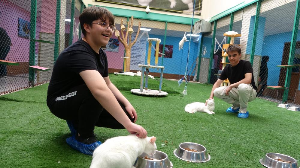 Van Kedi Villasına ziyaretçi akını