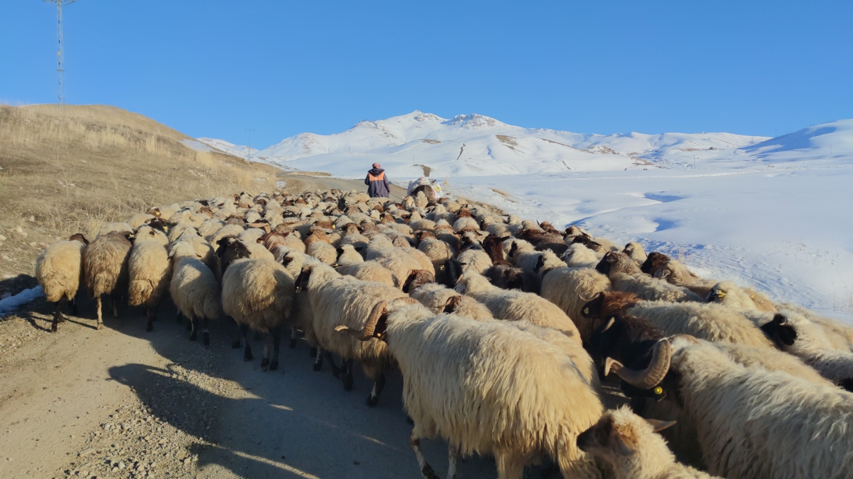Van’da 40 bin TL’ye çoban bulunamıyor!