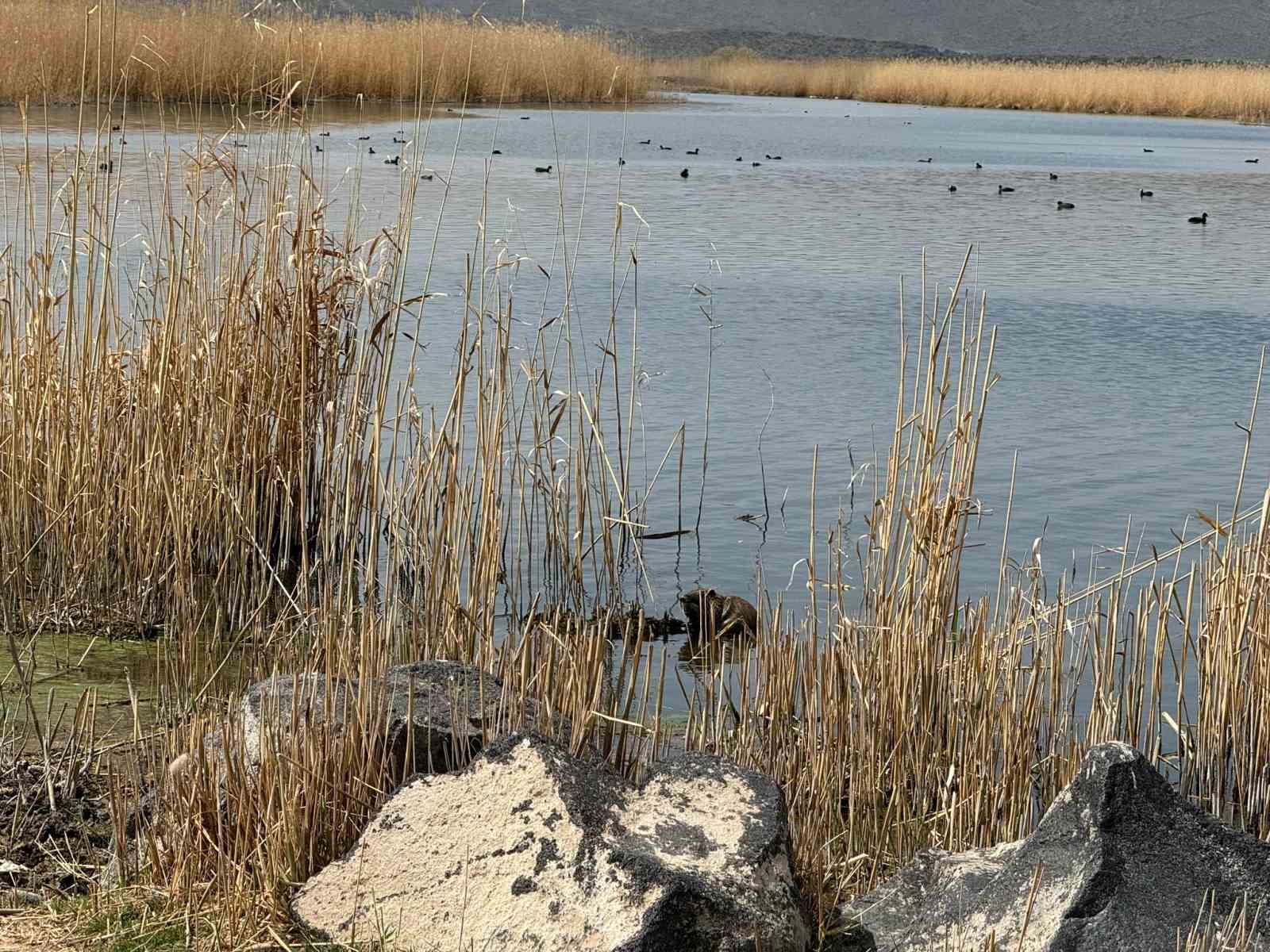 Ağrı Dağı eteklerinde su maymunları görüntülendi