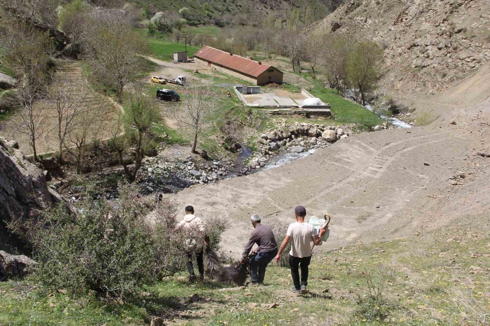 Ahır olarak kullanılan mağaraya kurtlar dadandı: 30 keçi ve 30 oğlak telef oldu
