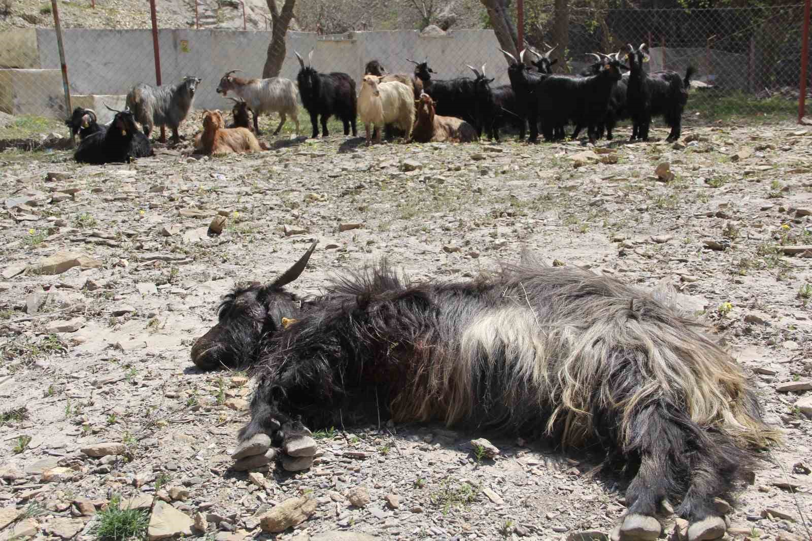Ahır olarak kullanılan mağaraya kurtlar dadandı: 30 keçi ve 30 oğlak telef oldu