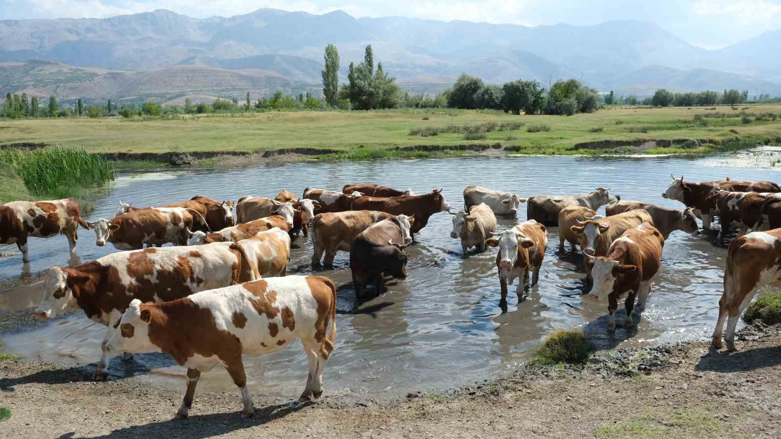 40 bin TL maaşla çoban bulamayınca çözümü nöbetleşmekte buldular