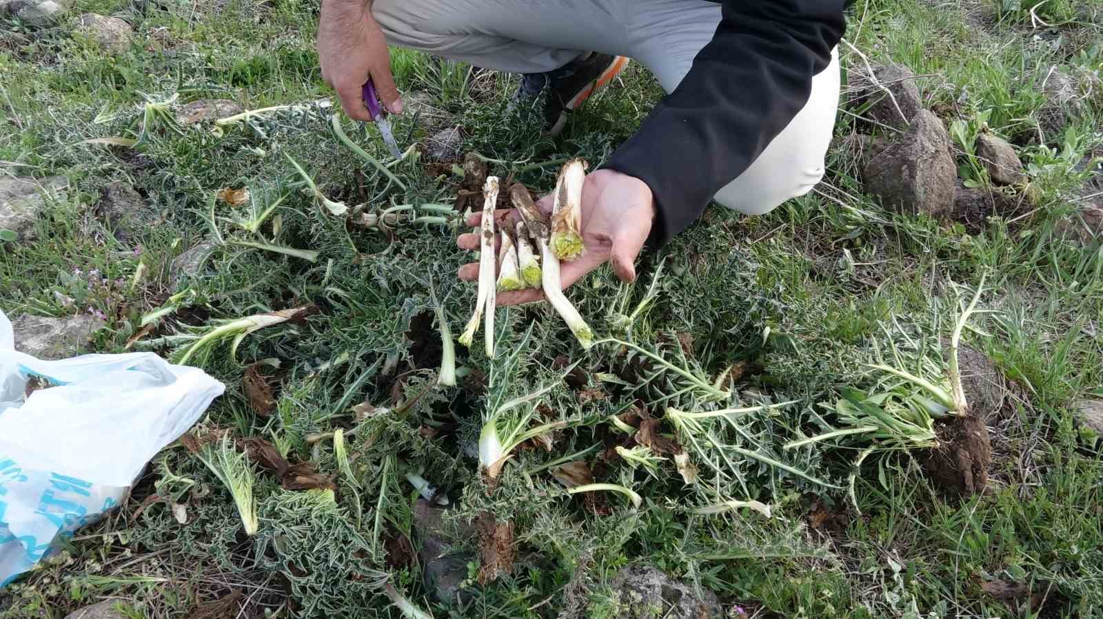 Erciş’te yöresel kenger bitkisi yoğun ilgi görüyor