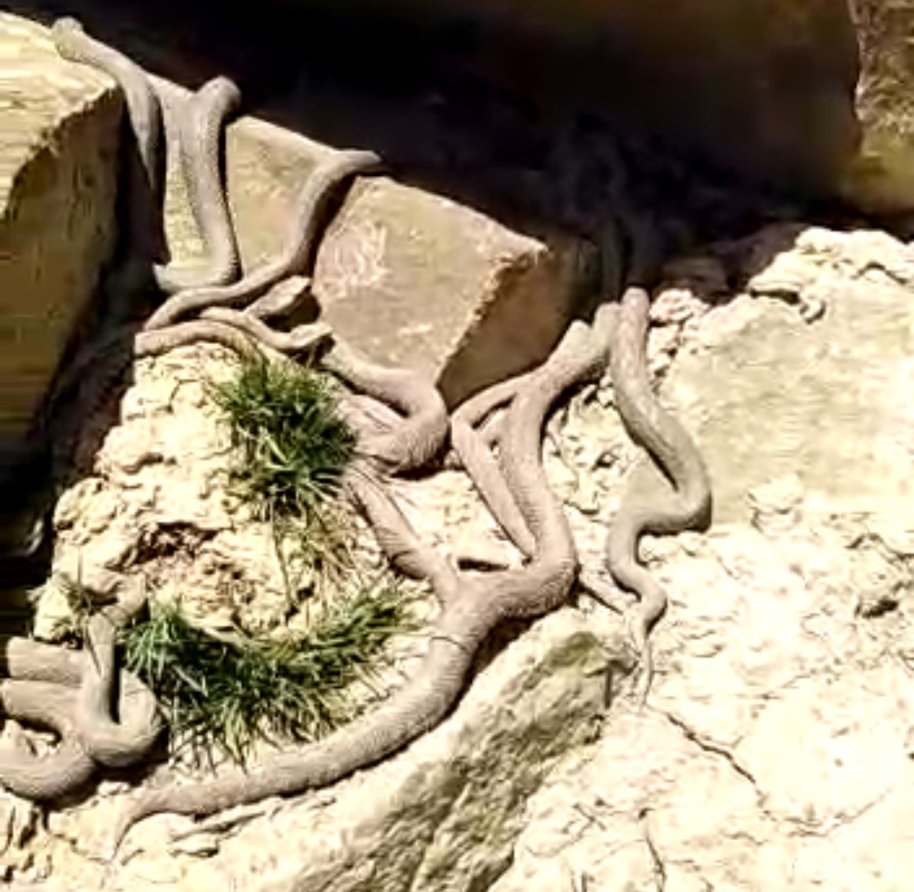 Hakkari’de Ölümcül zehre sahip engerek yılanları sürü halinde görüntülendi