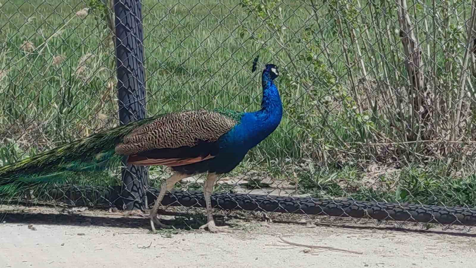 Hakkari’den getirilen Tavus kuşları Van’da koruma altına alındı