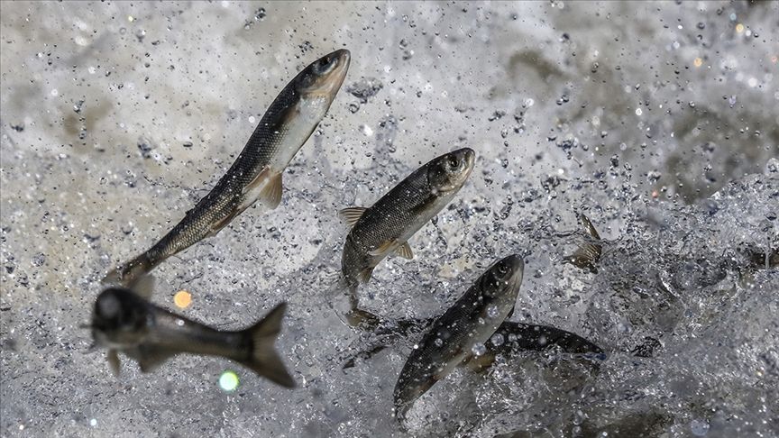 İnci Kefali (Van balığı ) av yasağı başladı