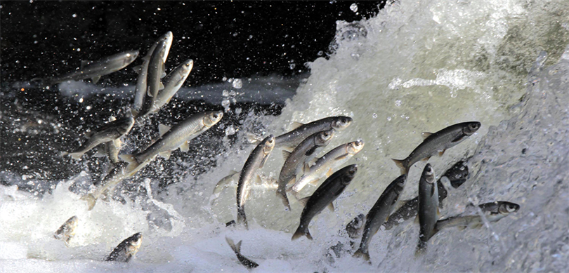 Dikkat! İnci Kefali Av Yasağı Başlıyor