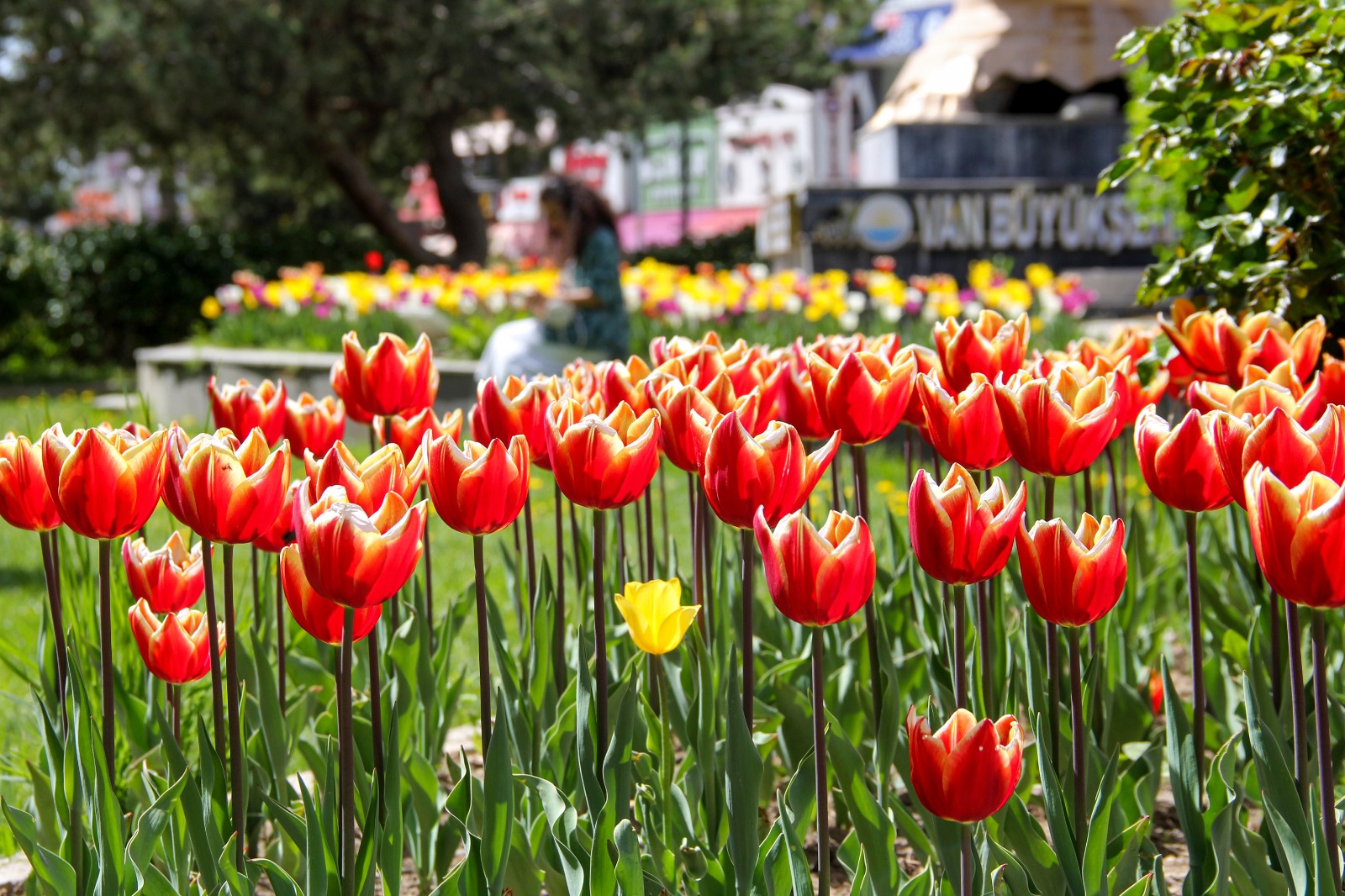 Van’daki park ve bahçeler lalelerle süslendi