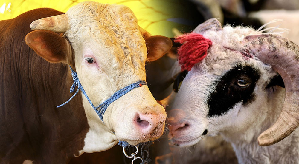 2024 yılının kurban bedelleri açıklandı