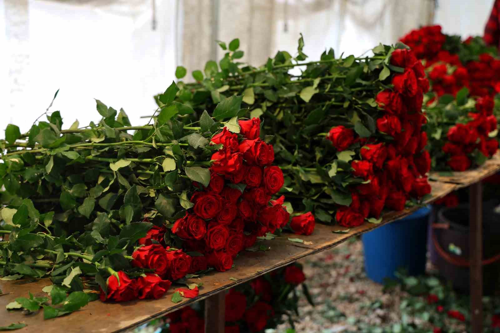 Anneler Günü öncesi gül fiyatları düştü: Tanesi 3 lira