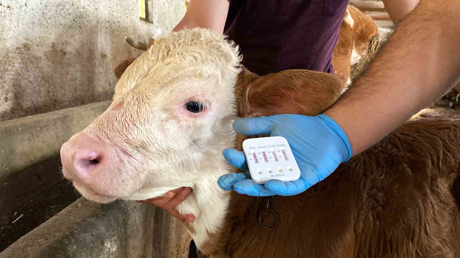 Türkiye’de ilk kez uygulanan bir yöntemle buzağı ölümleri  geriledi