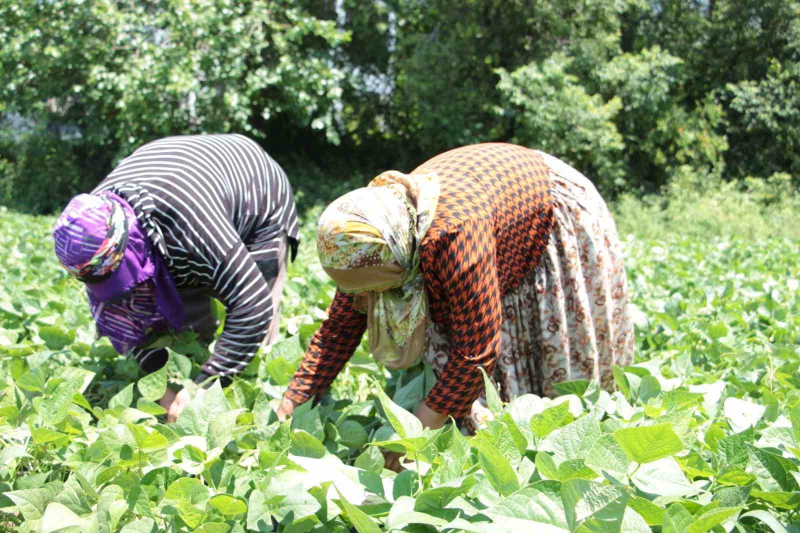 Taze fasulye tarlada 50 TL’ye satılıyor