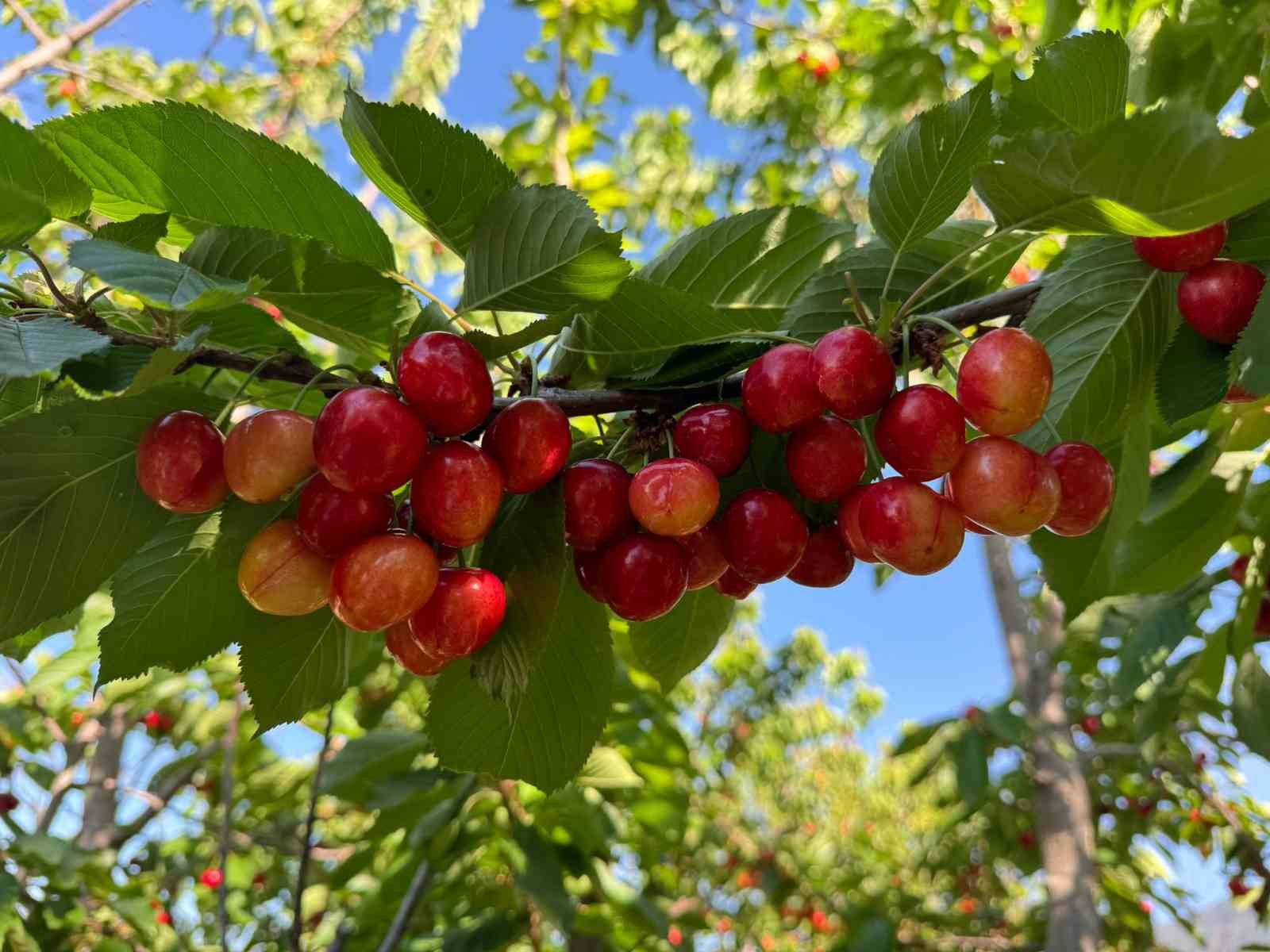 Napolyon kirazı hasadı için geri sayım başladı