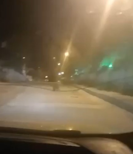 Ayı şehir merkezine indi!