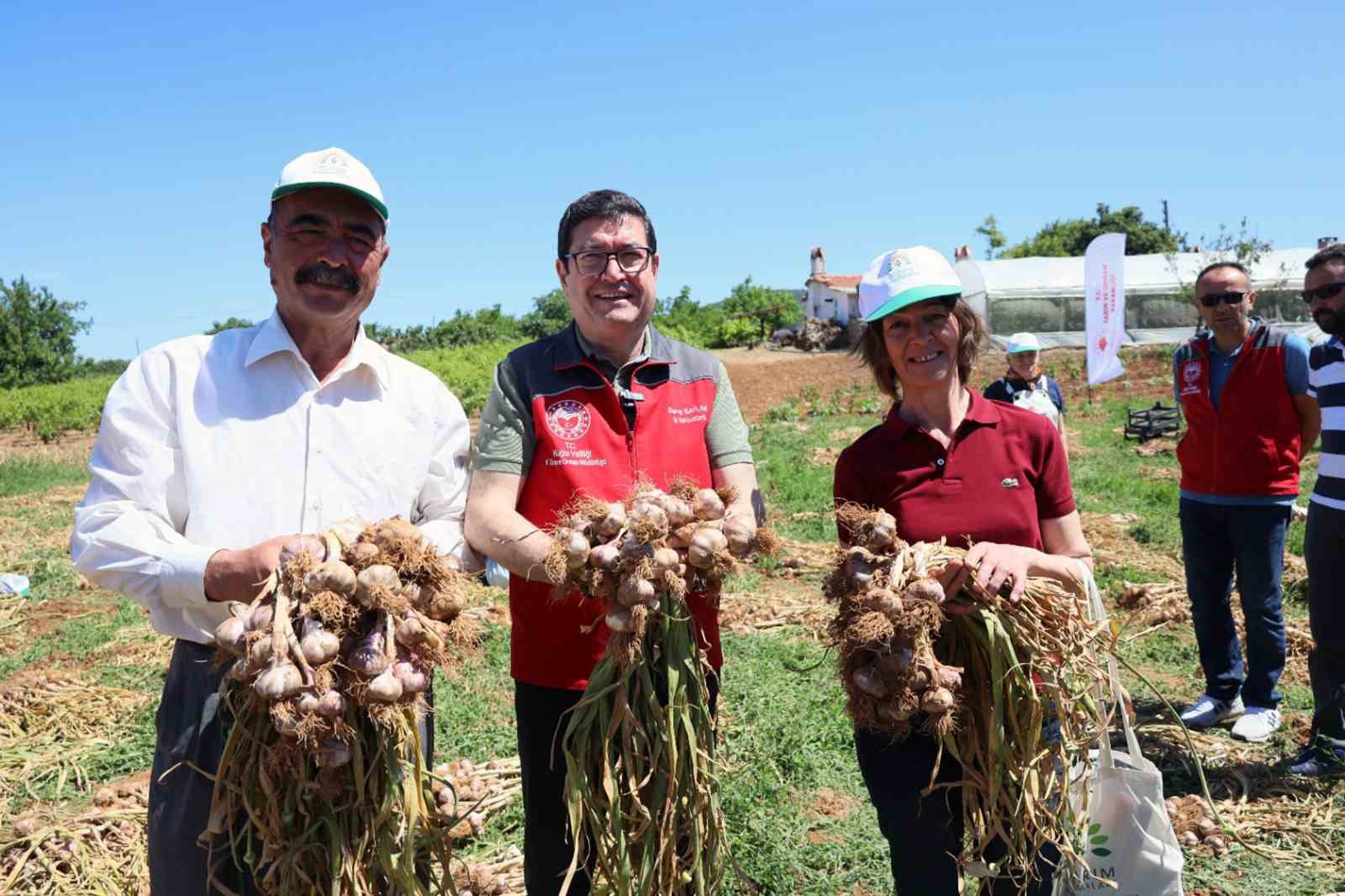 Sarımsak hasadı başladı