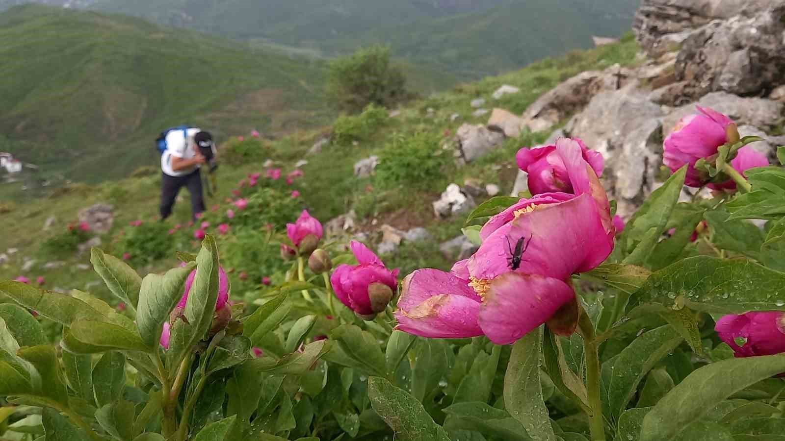Sadece 20 günlük ömrü olan şakayıklar çiçek açtı