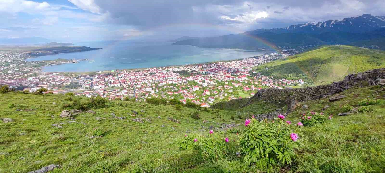 Sadece 20 günlük ömrü olan şakayıklar çiçek açtı