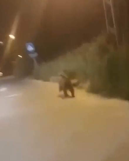Şehir merkezine kadar inen ayı kamerada