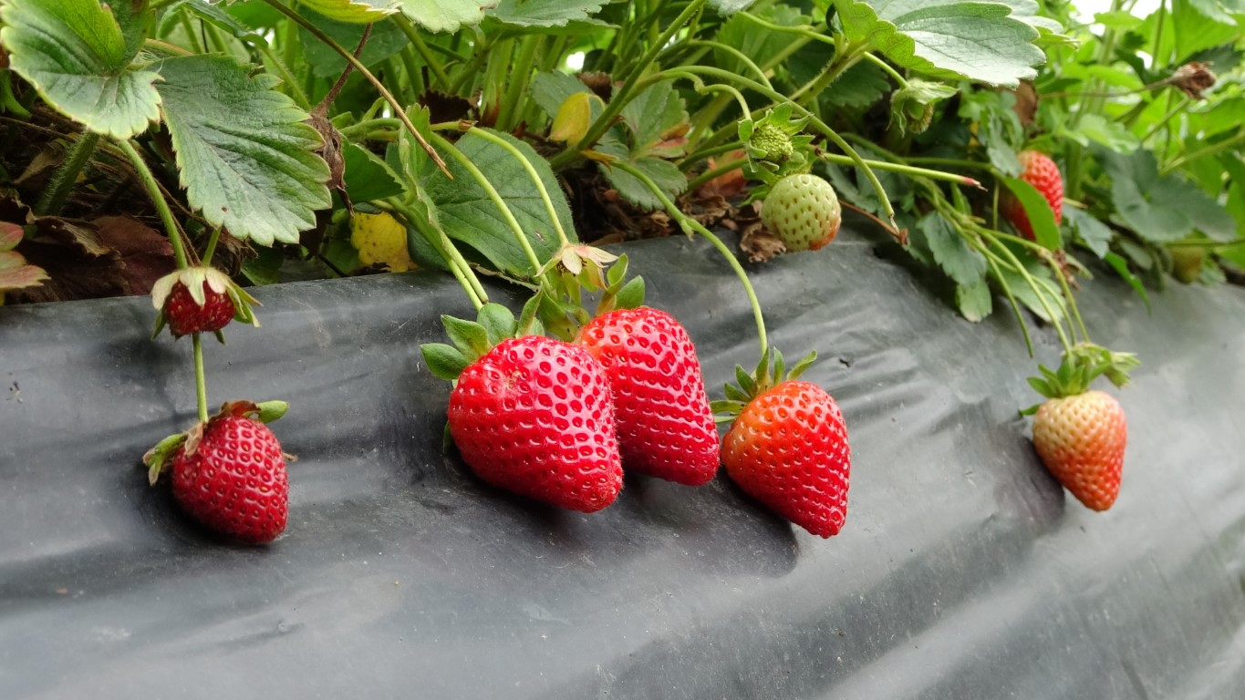 Alternatif olarak başladı: Bin 400 ton rekolte bekleniyor