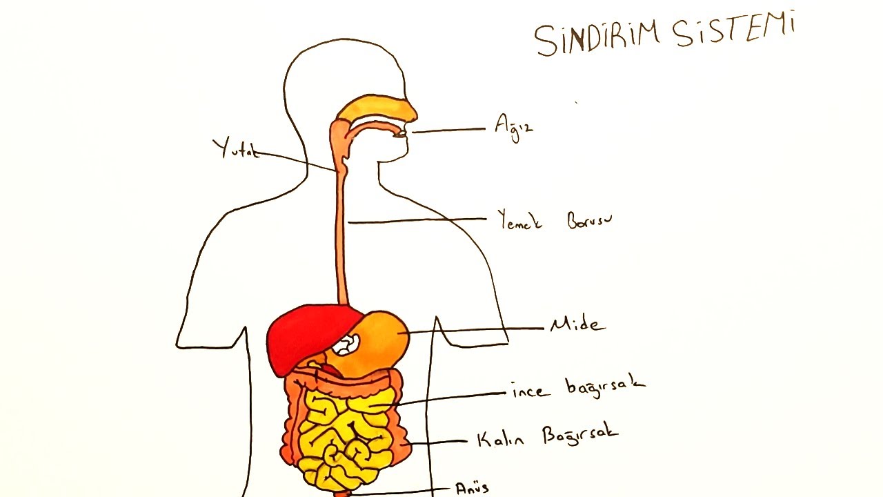 Bağırsaklardaki emilim bozukluğunun 4 önemli belirtisi