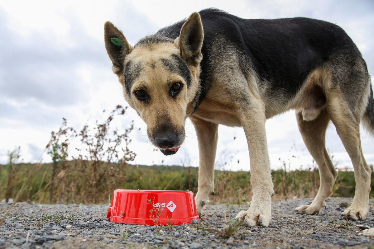 Bakan Yumaklı sahipsiz köpeklerle ilgili konuştu