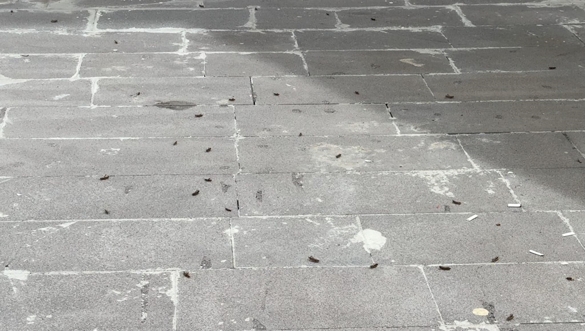 Çekirgeler şehir merkezini istila etti