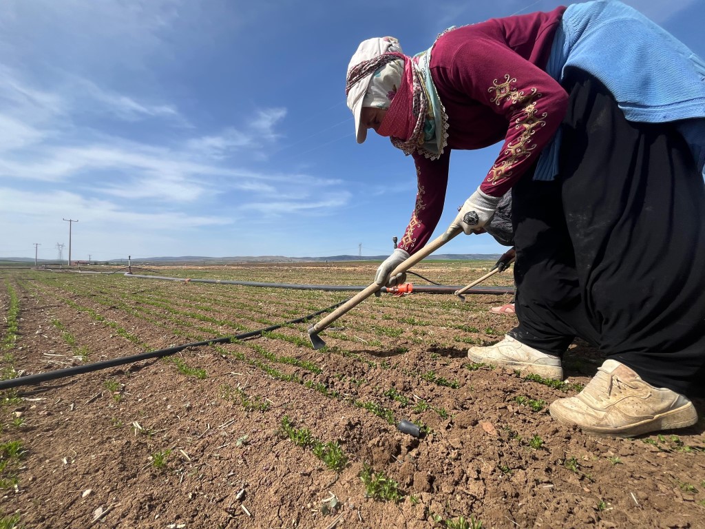 Çiftçiler tarım işçisi bulamakta zorluk çekiyor
