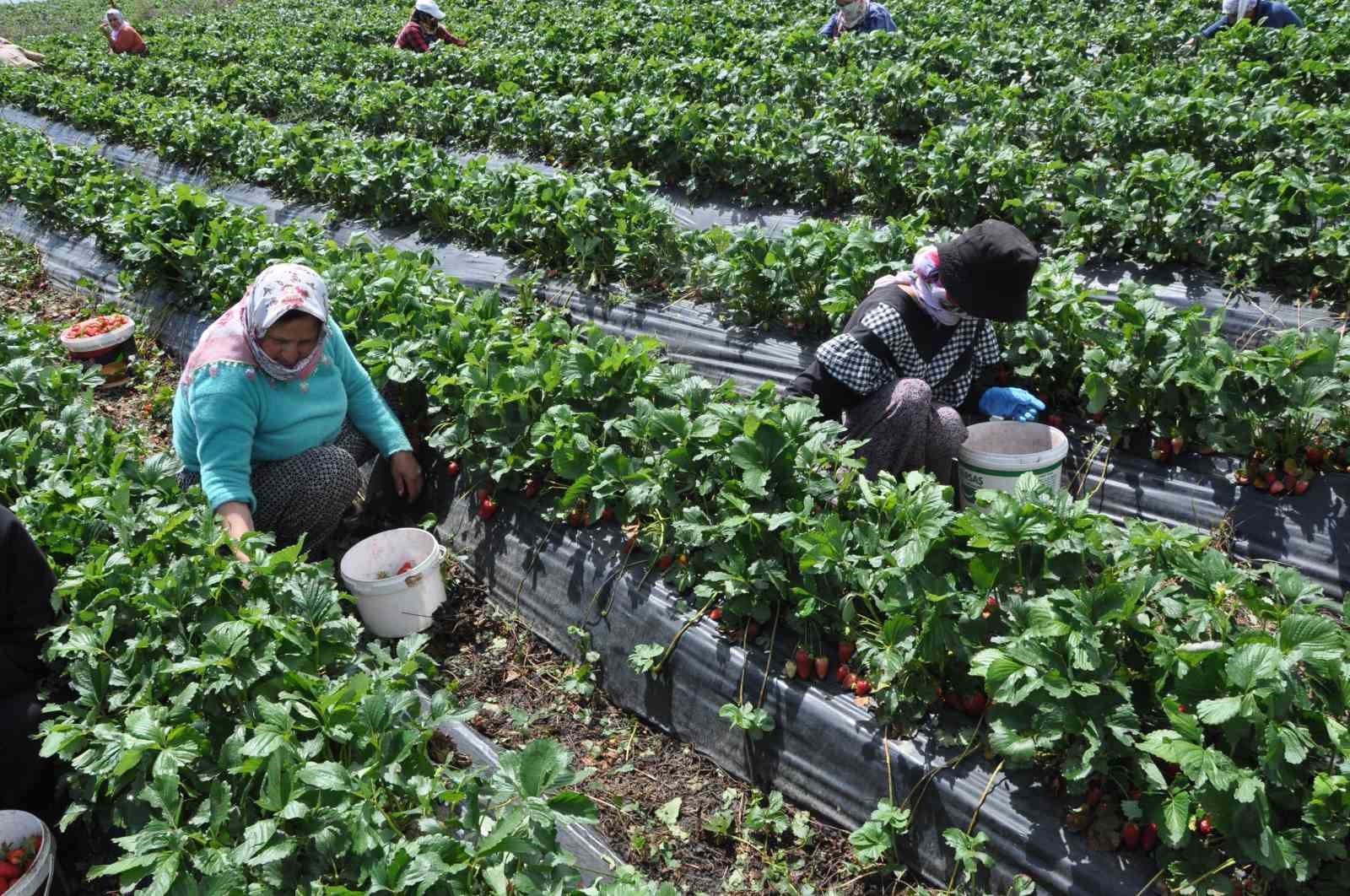 Devlet desteğiyle kurulan çilek bahçeleri kadınlara gelir kapısı oldu