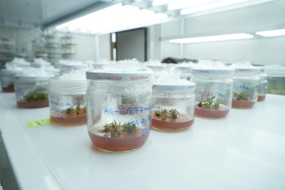 Dona dayanıklı fidan yetiştirildi