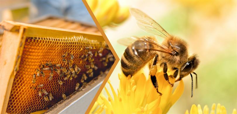 Genç ve kadın arıcılara müjde: Bakan Yumaklı açıkladı