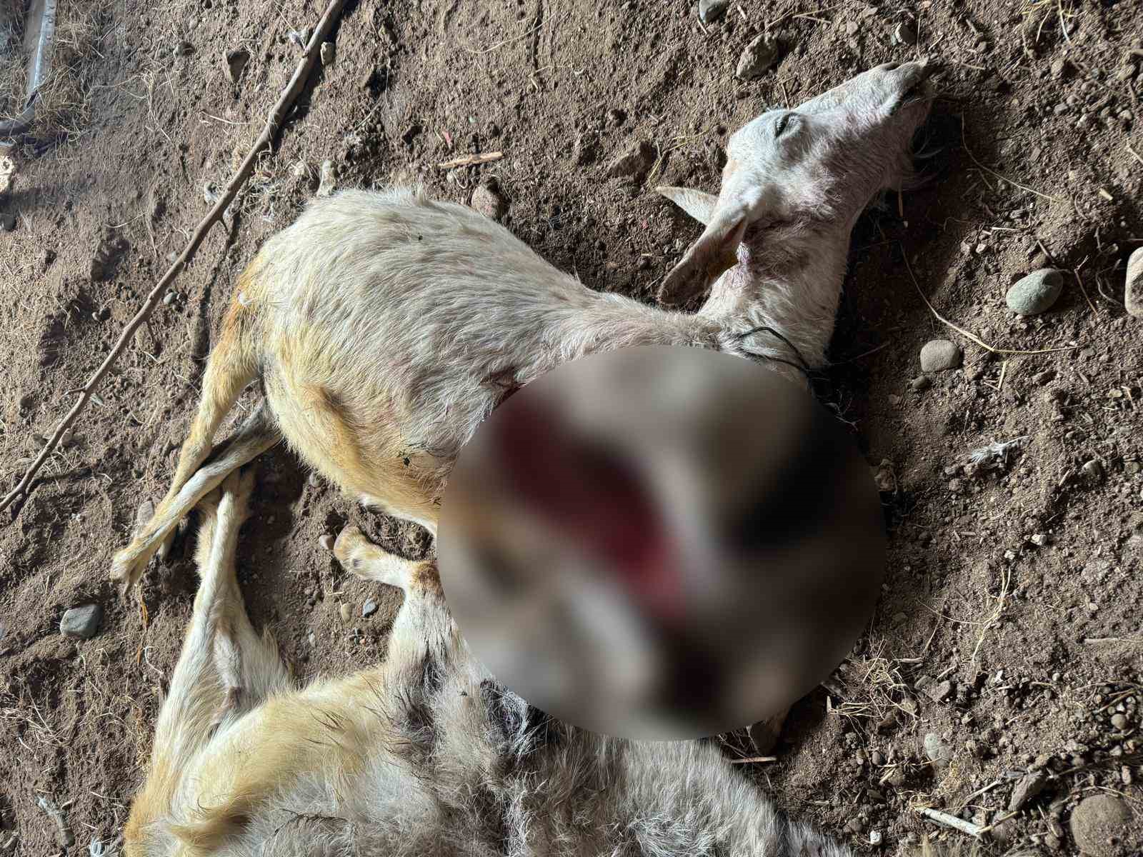 İlçe sakinlerinin başıboş köpeklerle başı dertte: Birçok hayvanı telef ettiler