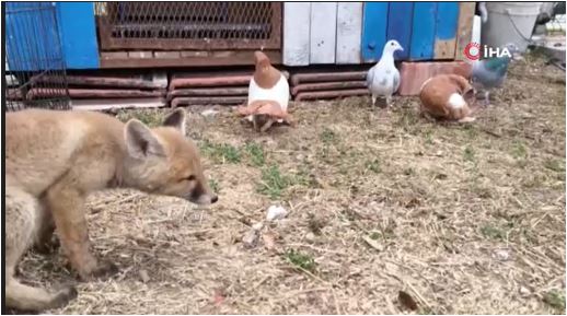 İlginç olay: Tilki kümese bekçi oldu