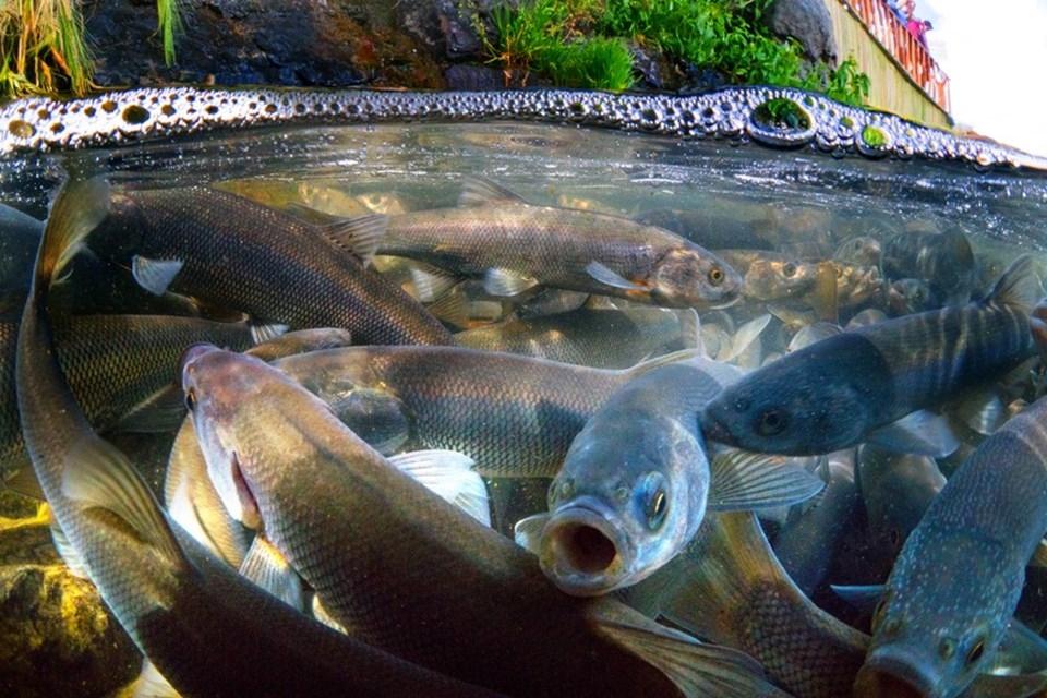 İnci Kefali Göçü Festival’inin detayları belli oldu. İşte günlük program…