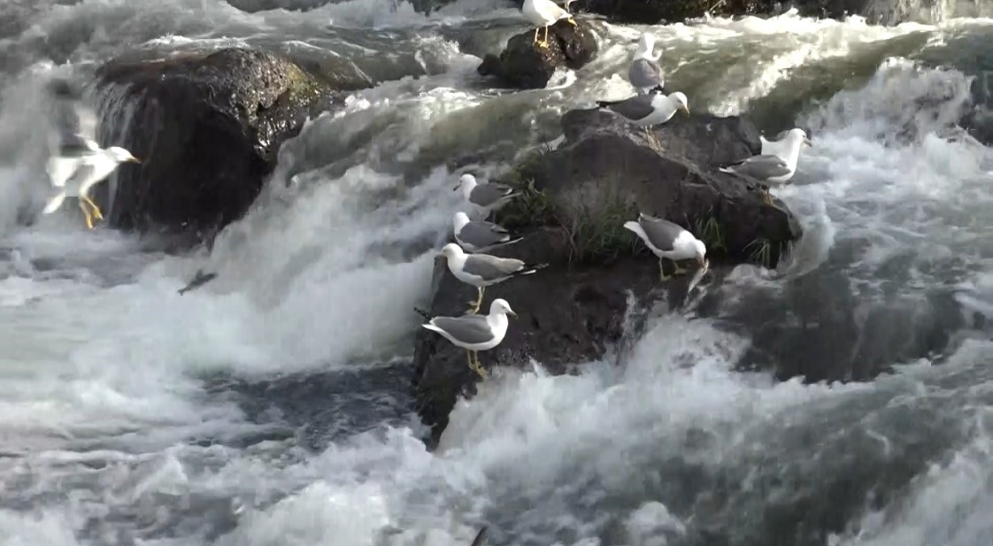 İnci kefalini avlamak sadece onlara serbest  